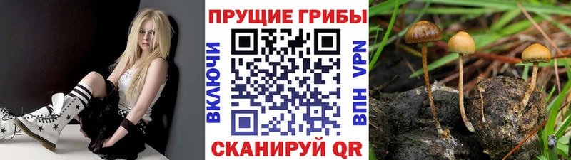 Псилоцибиновые грибы мицелий  Грязи 